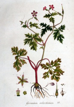 Ruprechtskraut bio